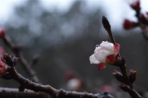 quando-fiorisce-l'albicocco