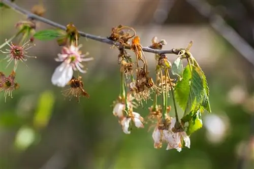 Appelkoosboom laat blare hang