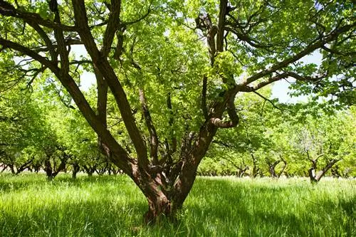 appelkoosboom lewensduur