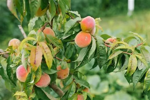 գանգուր հիվանդություն ծիրանի ծառ