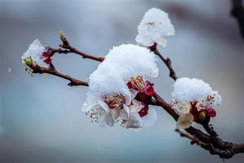 Frozen Apricot Tree: Mga Sanhi, Sintomas, at Proteksyon