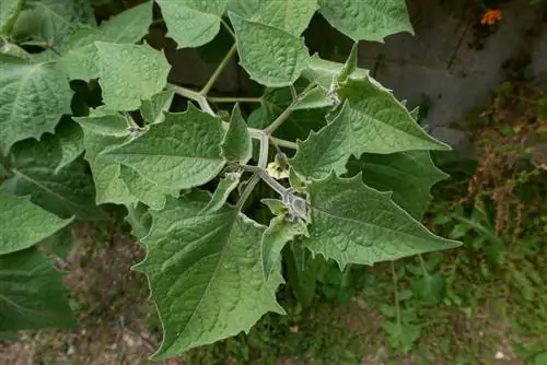 physalis-de-sharpening