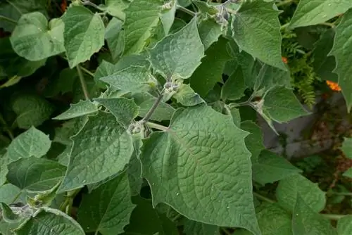 physalis-blooms-not