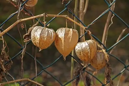 Physalis кышында: өсүмдүк үшүккө канчалык сезимтал?