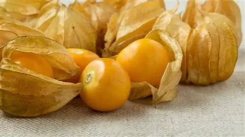 Freezing Physalis: How to preserve the fruits for longer