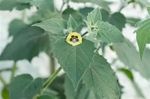 λουλούδι physalis