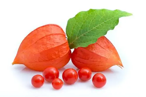 Physalis zəhərlidir? Müxtəlif növlər haqqında hər şey