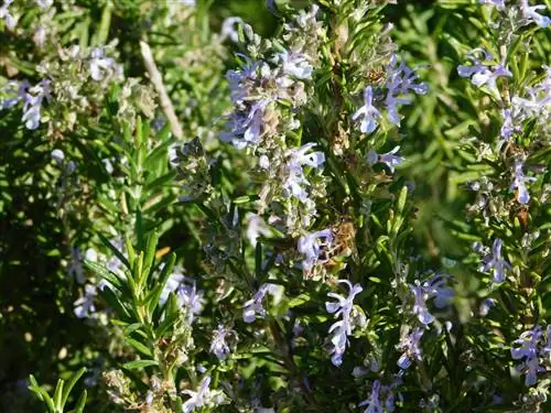 Ants on rosemary: causes & effective solutions