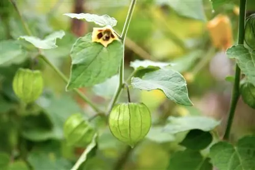 physalis-ден соолукка зыяндуу