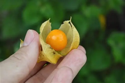 physalis-eating