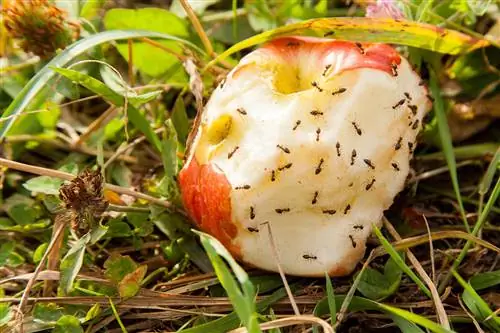 Formiche e la loro dieta: quali benefici apporta al tuo giardino?