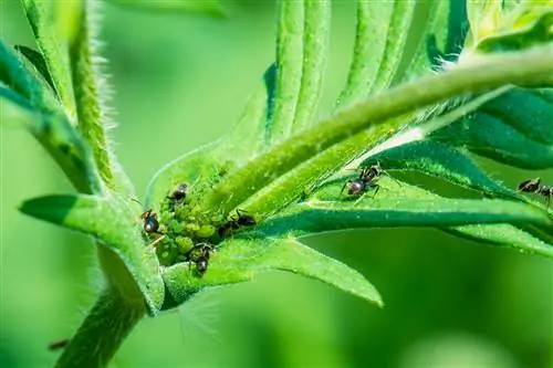 mieren beschadigen aan planten