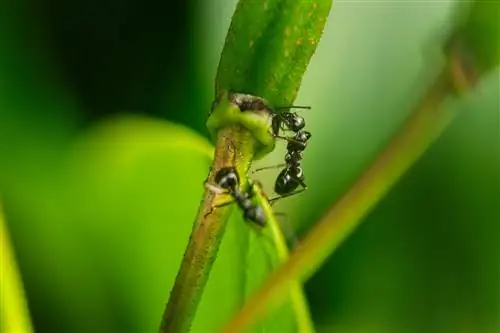 Ants on rhododendrons: causes and solutions