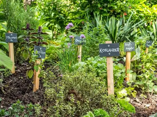 Miere in die tuin? Hierdie plante verdryf hulle