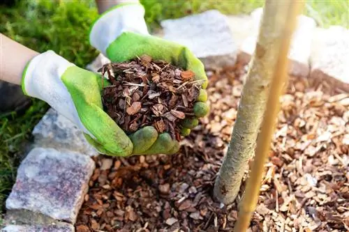 bark mulch ants