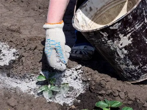 polvo de piedra contra las hormigas