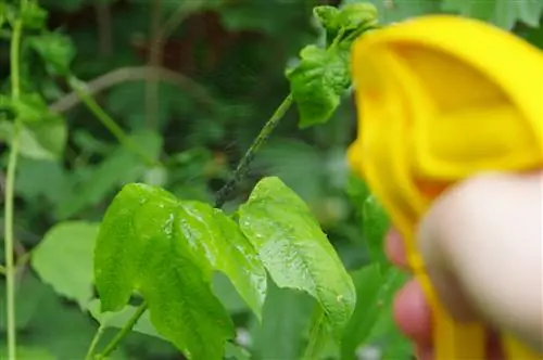 সূর্যমুখী তেল-বিরুদ্ধ-পিঁপড়া