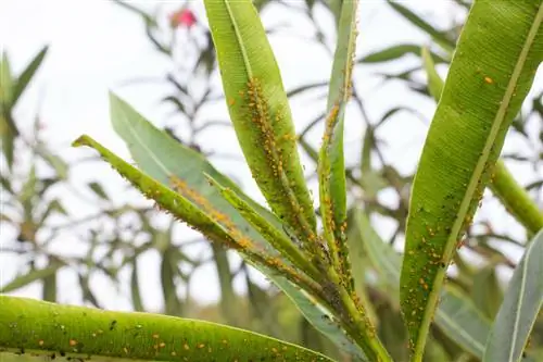 oleander chumolilari