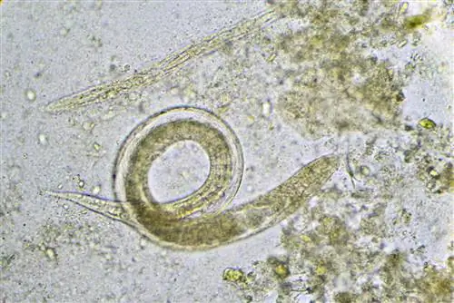 nematodes-versus-ants