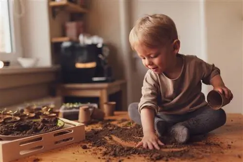 Het jy groeiende grond nodig vir gesonde jong plante?