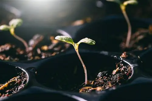 I fondi di caffè come terreno di coltivazione: funziona bene?