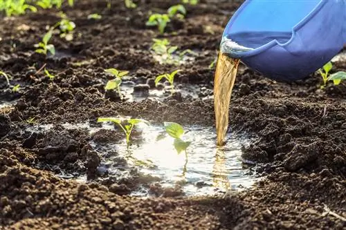 Fertilitzar terra per test: sí o no? Consells per a plantes sanes