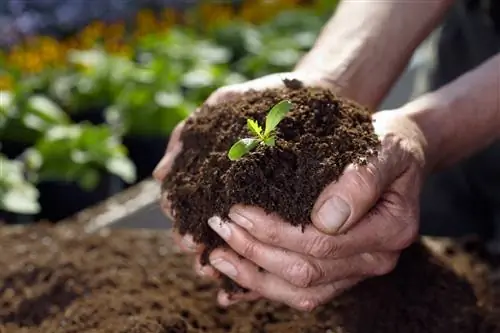 Reuse potting soil: Why not and how to do it