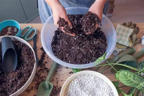 Il terreno dei cactus come terreno in crescita: è davvero possibile?