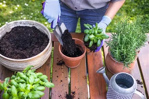 Using herb soil as growing soil: Is that possible?