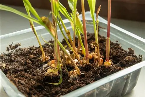 Bolets al sòl de cultiu: perill per a les plantes joves?