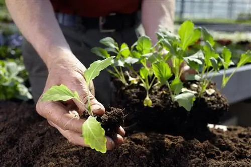 Time for innovations: Which soil is perfect after potting soil?