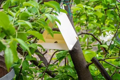 Pheromone traps: How to successfully reduce codling moths