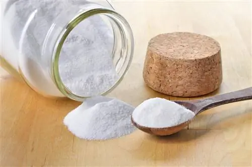 Baking soda against ants: Use an effective home remedy