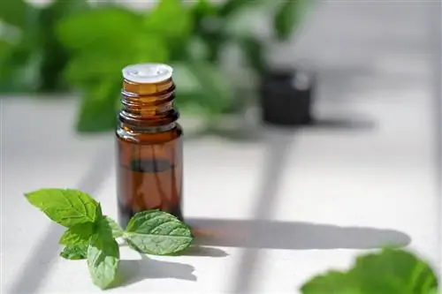 How do I properly use peppermint oil to repel ants?