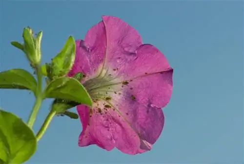 fourmis pétunia