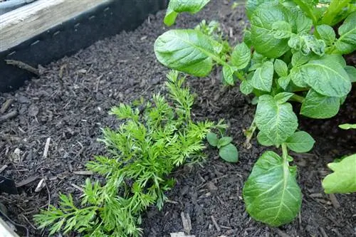 Coffee grounds in raised beds: How does it effectively drive away ants?