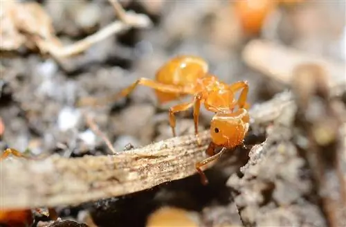 Formiche arancioni in giardino: perché sono lì e cosa fare?