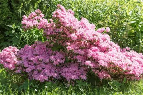 azalea bush