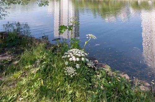 Where does hogweed grow? Locations, occurrences & species