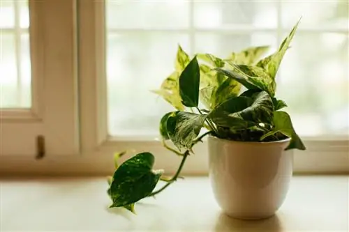 plantas de interior parecidas a la hiedra