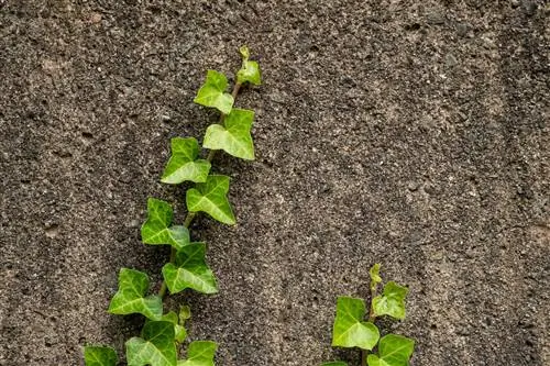 attach ivy to the wall