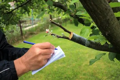 Pulling apple tree from branch