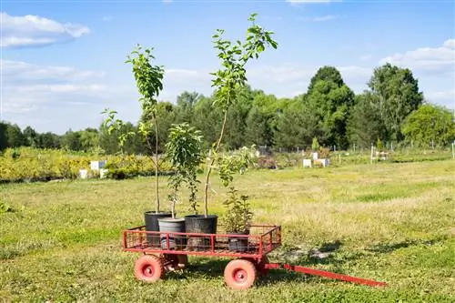 Att plantera ett äppelträd ensam