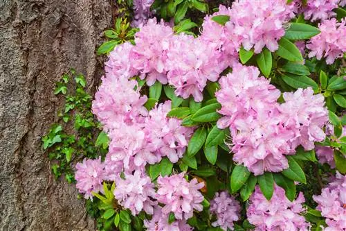 Forts junts: combineu l'heura i el rododendro al jardí