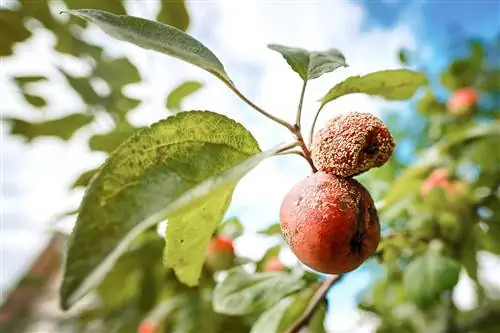 pommier - toutes les pommes sont pourries sur l'arbre