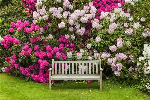 azalea trädgård