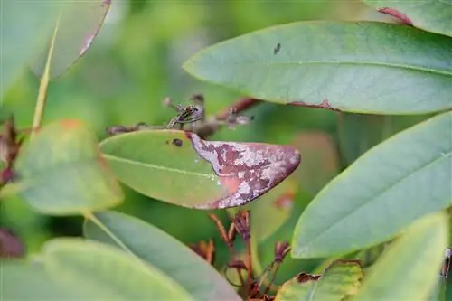 azalea brown spots