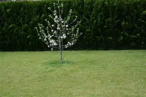 Tying down apple tree branches: instructions and tips