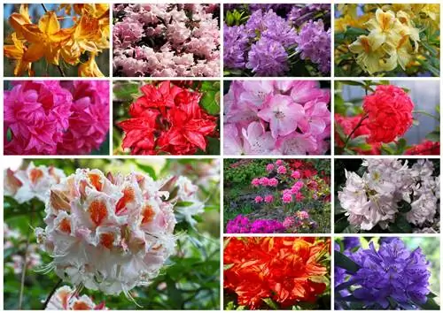 Azalea kleuren: Stralende bloemen van wit naar rood