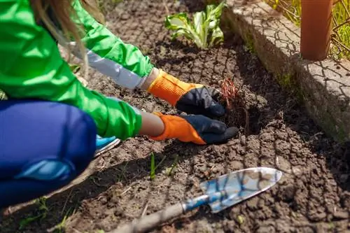 Raíces de Astilbe: cuidado saludable y propagación fáciles